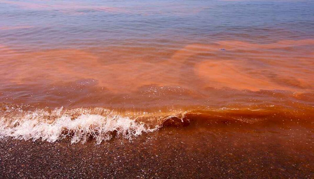 alerta-por-la-marea-roja:-las-recomendaciones-del-senasa-para-evitar-intoxicaciones-en-el-consumo-de-mariscos