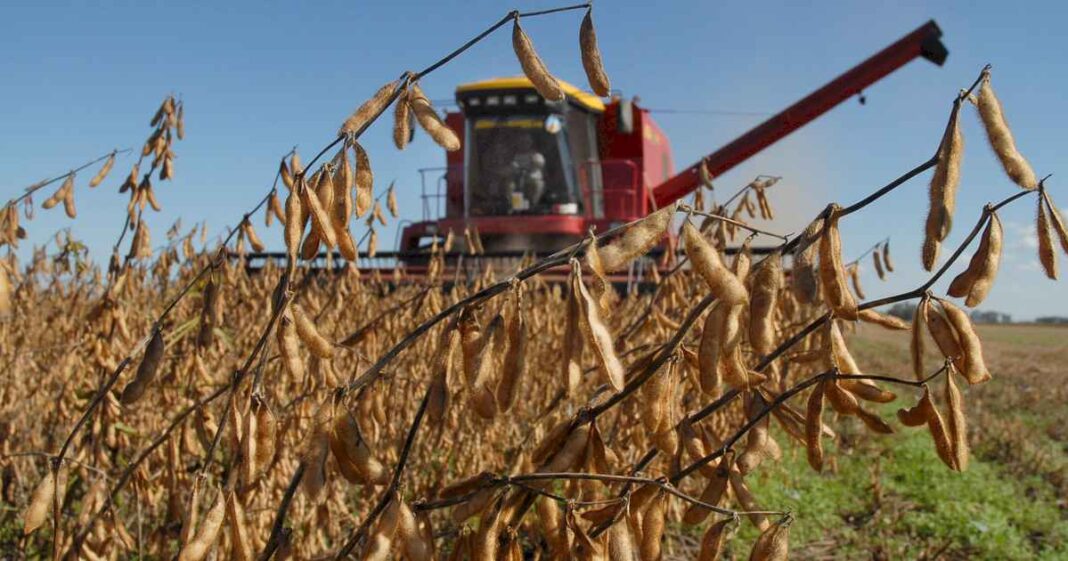 la-soja-es-peronista:-desde-que-asumio-javier-milei,-el-precio-del-grano-bajo-un-11%