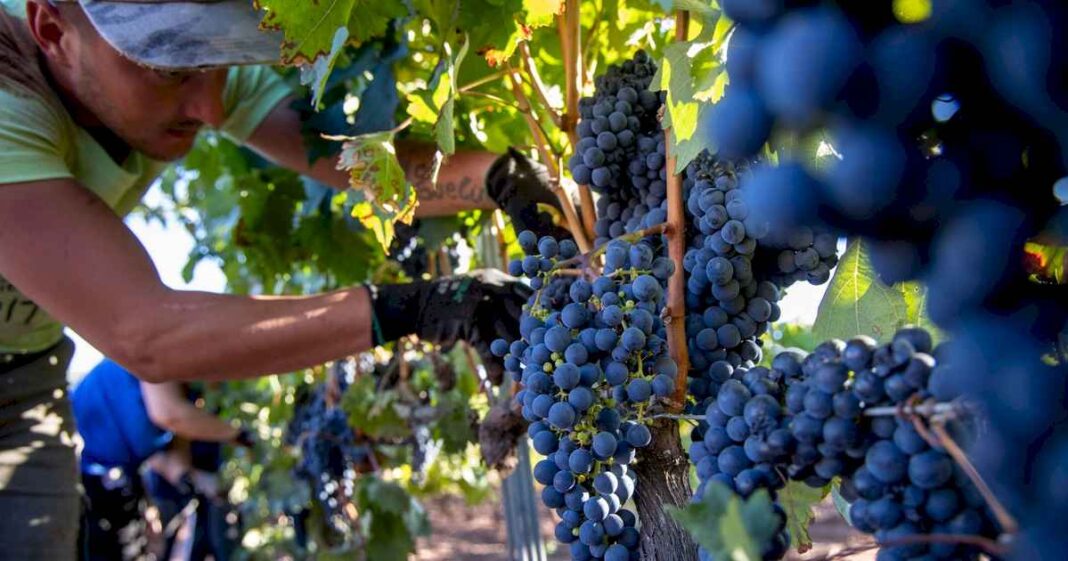 la-produccion-del-vino-de-mendoza-en-problemas:-faltan-cosechadores-para-la-uva