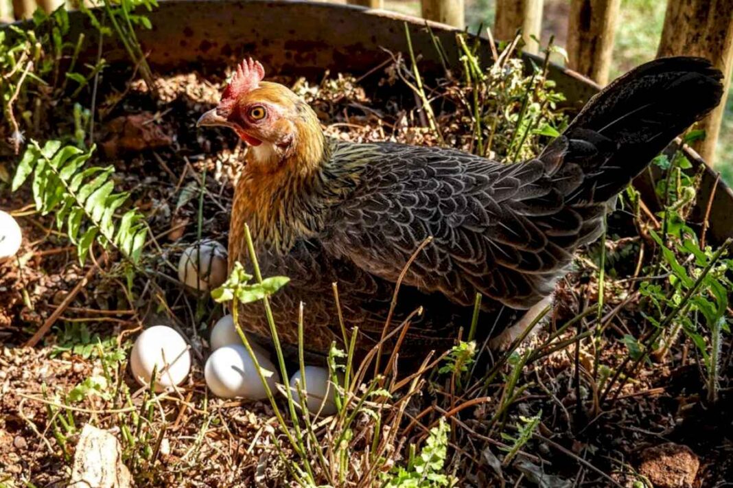 la-ciencia-respondio-la-gran-pregunta:-fue-primero-el-huevo-o-la-gallina?