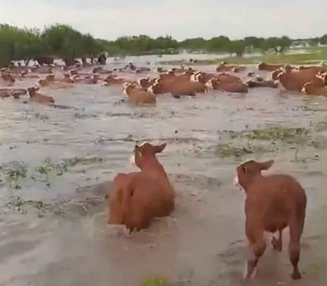 productores-en-peligro:-alertan-que-las-inundaciones-causaran-importantes-danos-en-el-sur-de-santa-fe