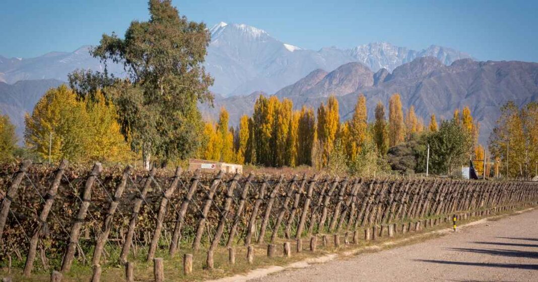 dia-del-malbec:-con-el-consumo-mundial-en-baja,-las-bodegas-argentinas-sufren-por-las-exportaciones