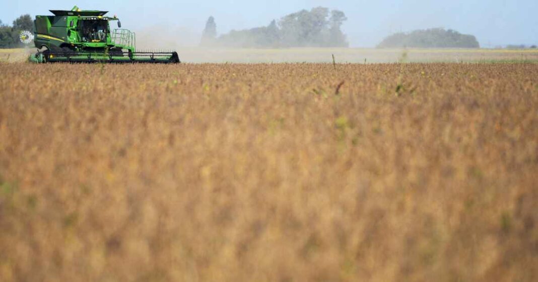 el-valor-del-cultivo-que-mas-dolares-genera-en-el-pais-se-derrumbo-casi-30%-en-un-ano-y-esta-en-el-nivel-mas-bajo-desde-octubre-de-2020