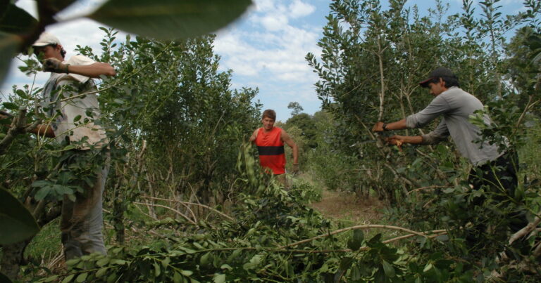 Diputada correntina pide disolver el Instituto Nacional de la Yerba Mate