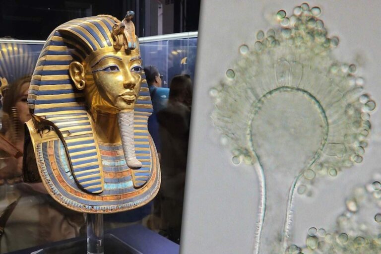 Creían que era una maldición: el hongo de Tutankamón ahora podría salvar vidas