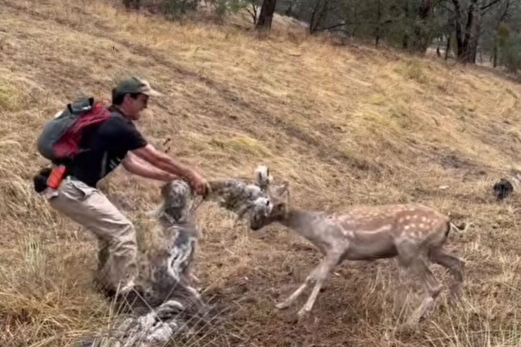 Rescatista Chris Lehmann liberando a un ciervo macho de la basura enredada en sus astas.