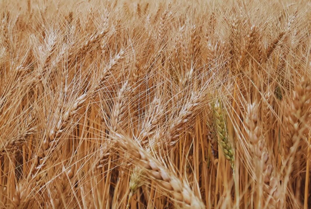 Campo de trigo en Argentina