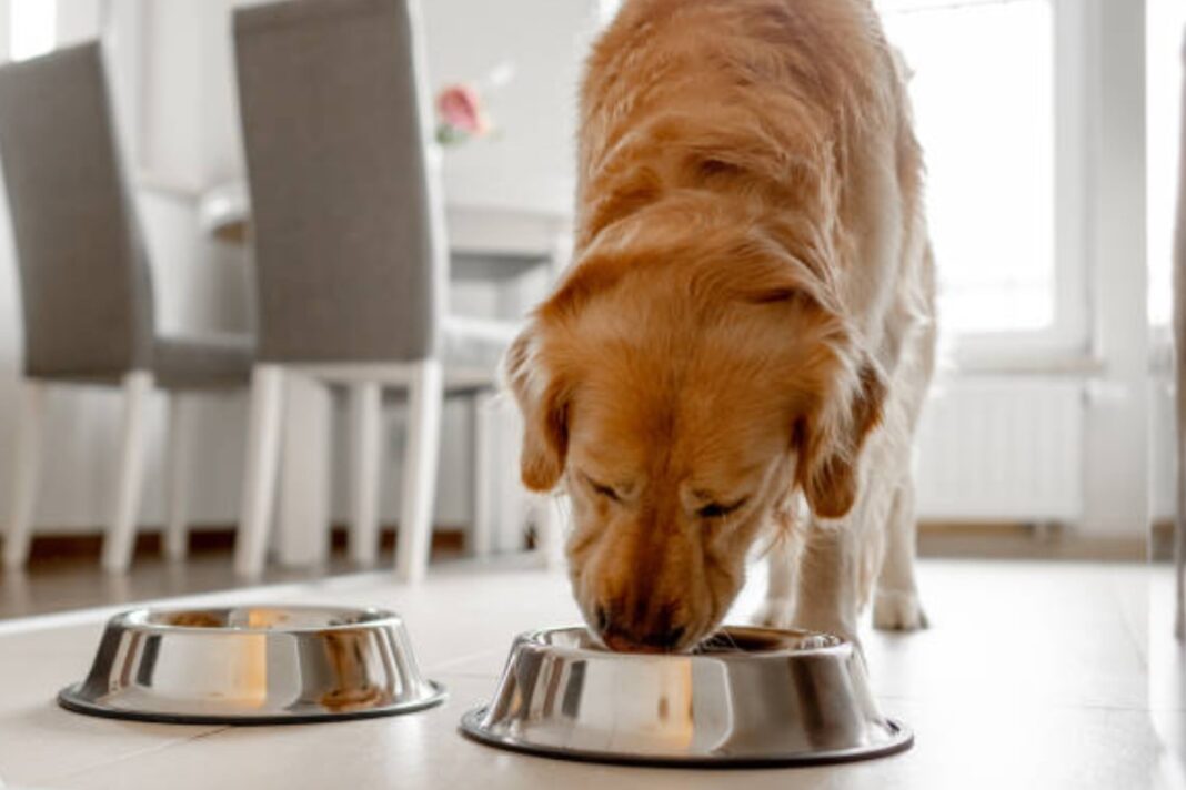 Perro comiendo de su plato de comida en un hogar argentino