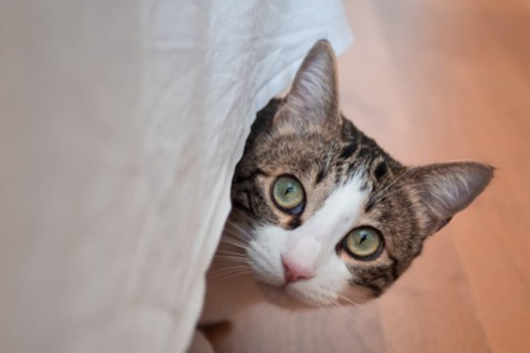 Gato doméstico prestando atención a su dueño, ilustrando el estudio sobre comunicación vocal.