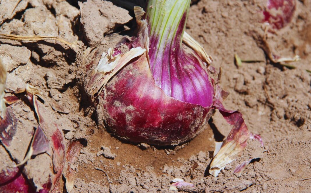 Nueva variedad de cebolla de color rojo intenso desarrollada en Argentina