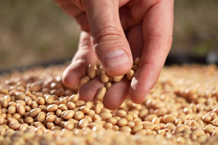 Gráfico que muestra la brecha de producción agrícola entre Argentina y Brasil