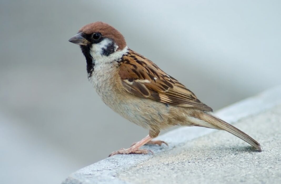 Gorrión posado en un nido en una ventana de una casa