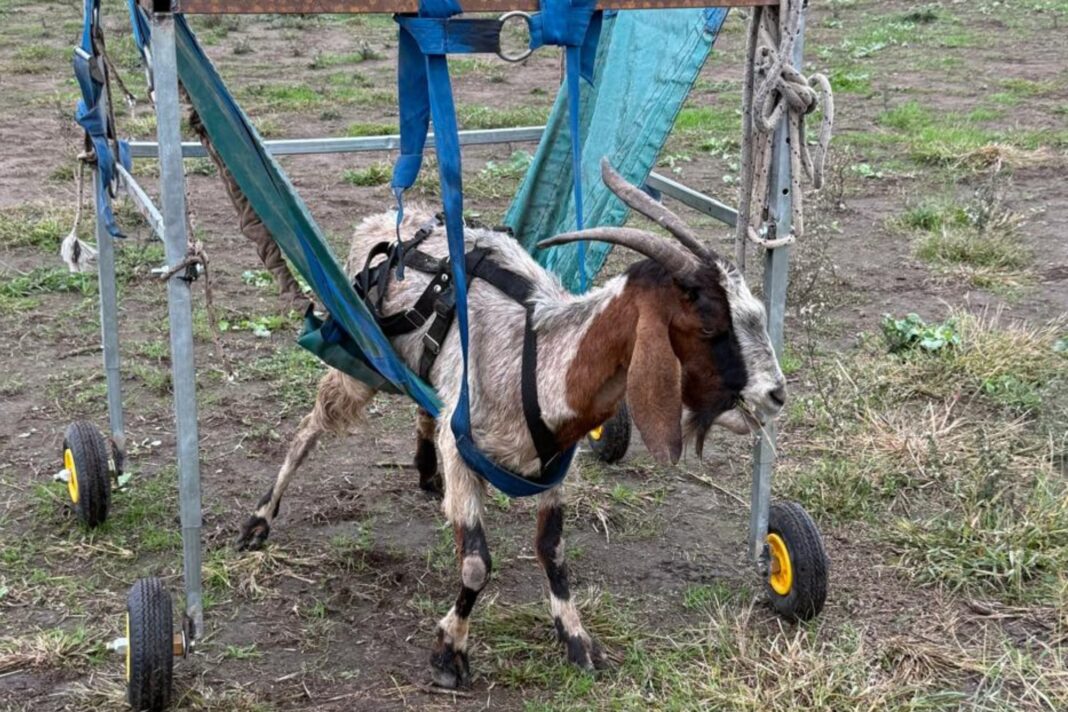 Fernando Pieroni asistiendo a Renata, una cabra en tratamiento de recuperación.