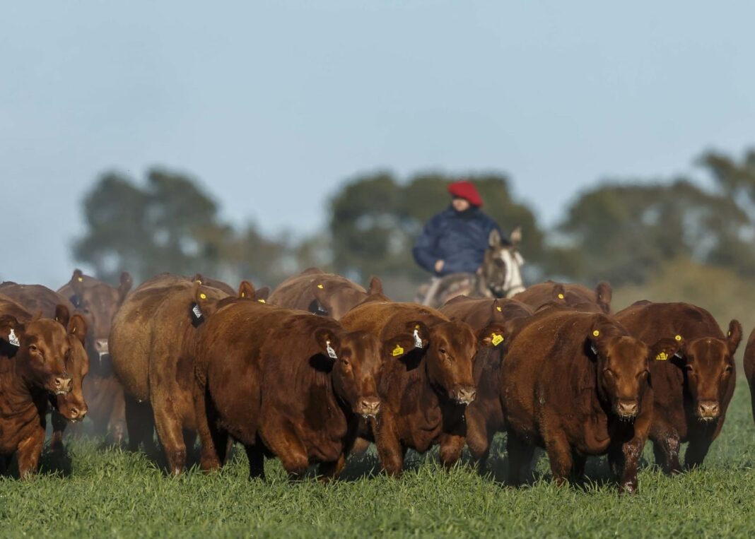 Campo argentino con sistema de riego y tractor al fondo, ilustrando el RIMI