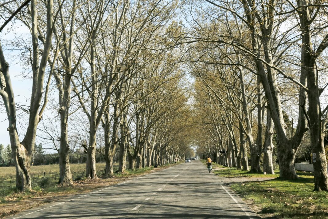 Vista panorámica de la llanura y el paisaje rural en Saladillo, provincia de Buenos Aires