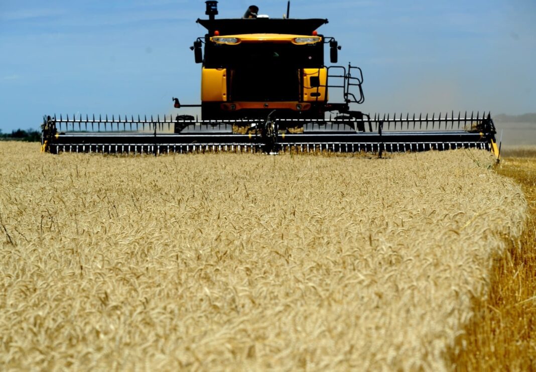Campo de trigo con fertilizante urea