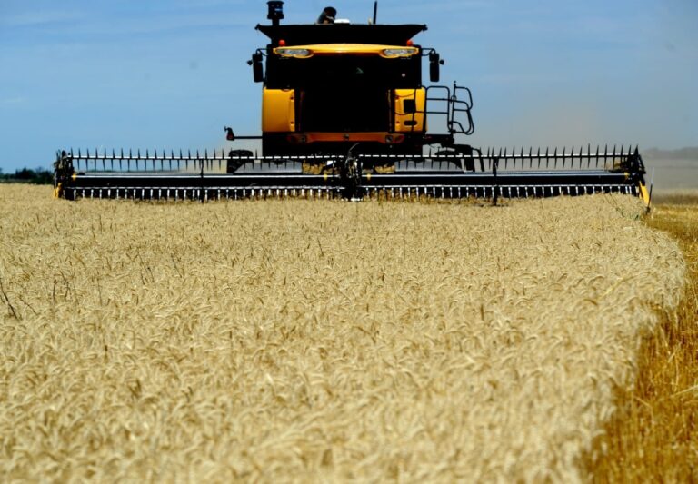 Campo de trigo con fertilizante urea