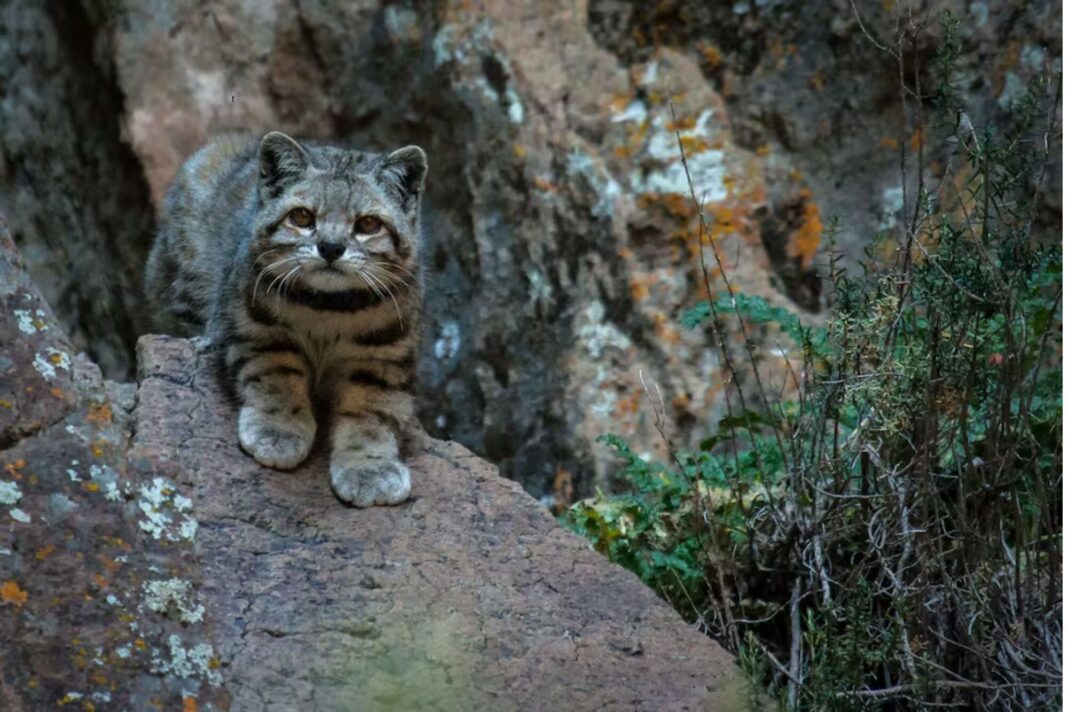 Gato andino camuflado entre piedras en La Payunia, Mendoza