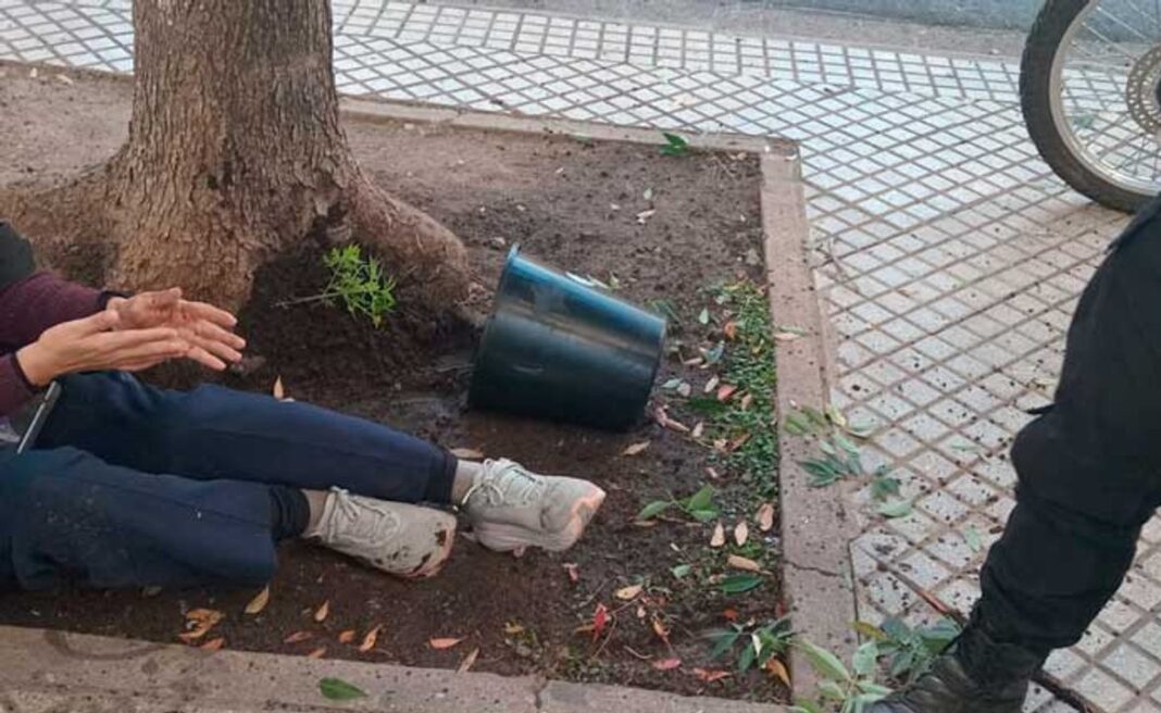 Maceta con planta de marihuana caída en la vereda en Rosario
