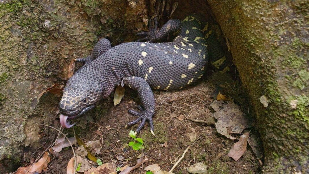 Cría de lagarto escorpión (Heloderma charlesbogerti) en cautiverio en Guatemala