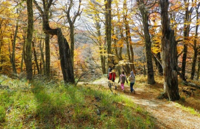 Sendero otoñal en el valle del Challhuaco con árboles de hojas amarillas y naranjas, cerca de Bariloche