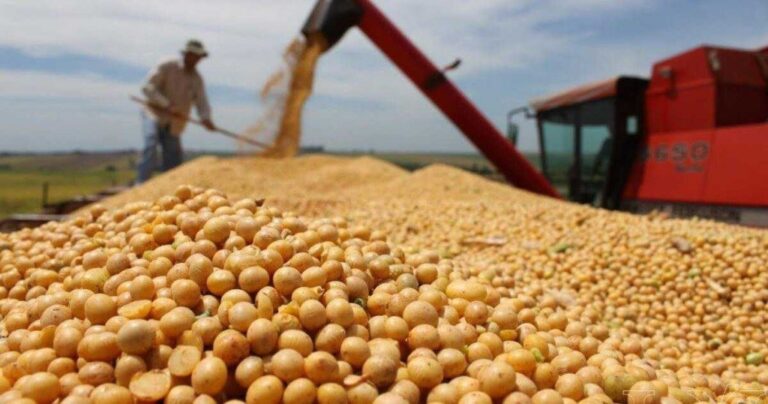 Campo de cultivo de soja en Argentina