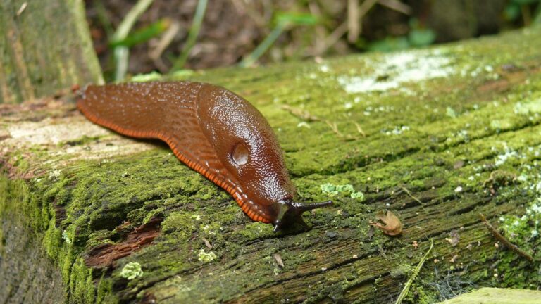 Babosa sobre una hoja en un jardín