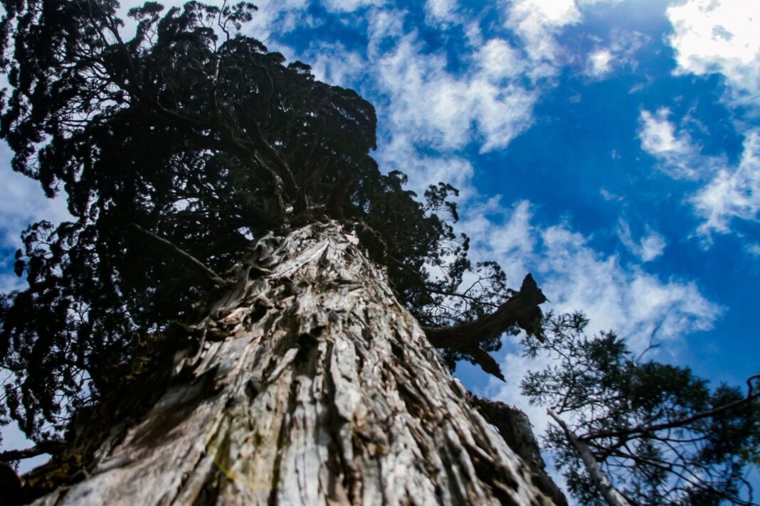 Vista del Alerce Abuelo, un ejemplar de Fitzroya cupressoides en el Parque Nacional Los Alerces, Chubut