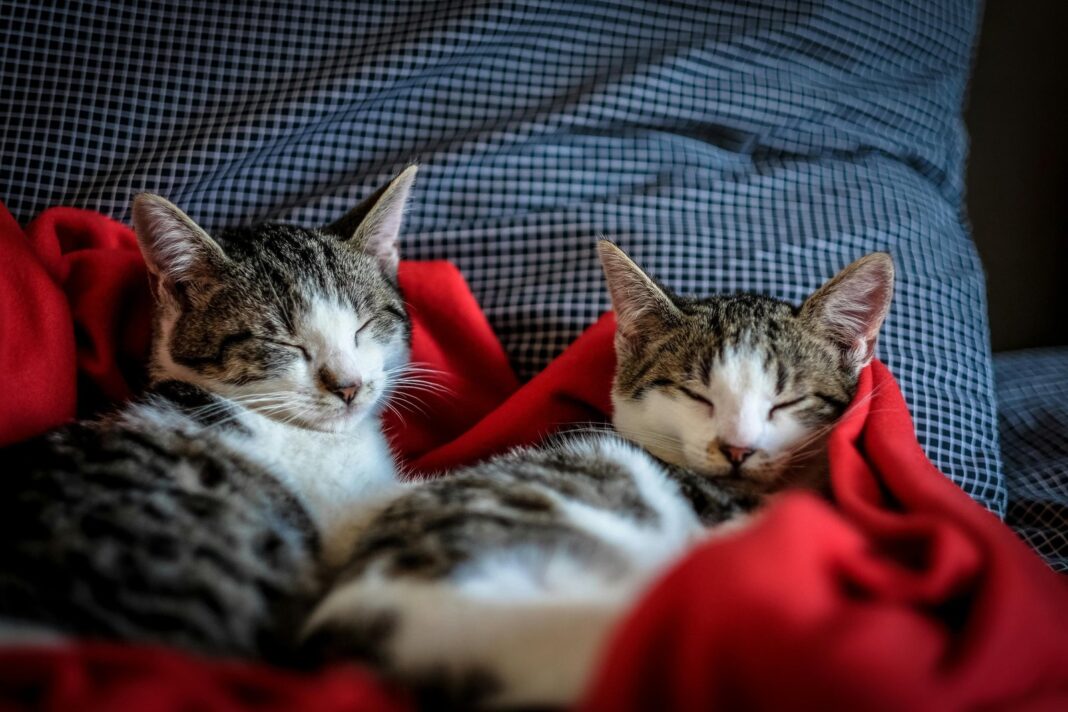 Gato descansando cerca de un aire acondicionado en invierno