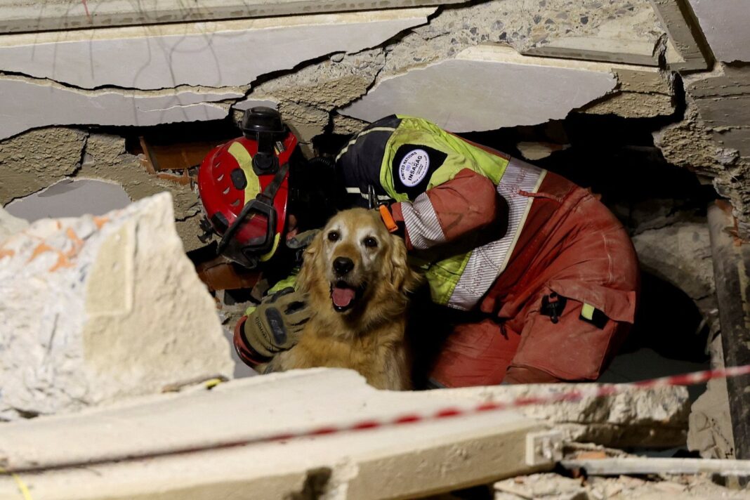 Animales en refugio tras terremotos en La Guaira, Venezuela