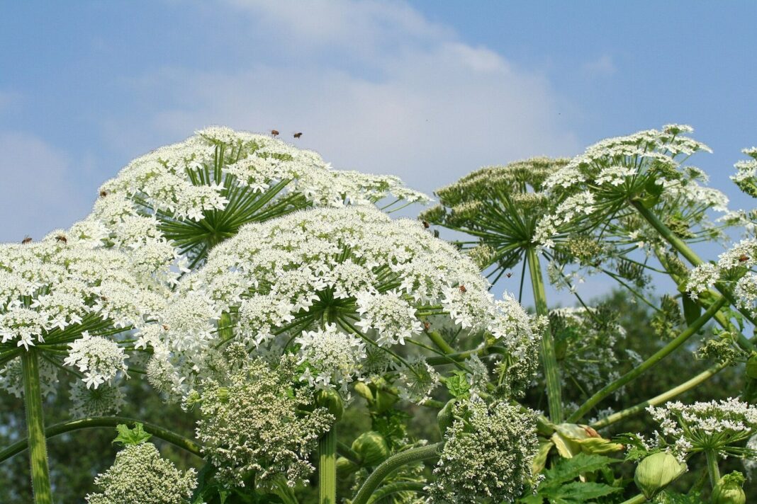 Planta de perejil gigante (Heracleum mantegazzianum) con umbelas de flores blancas