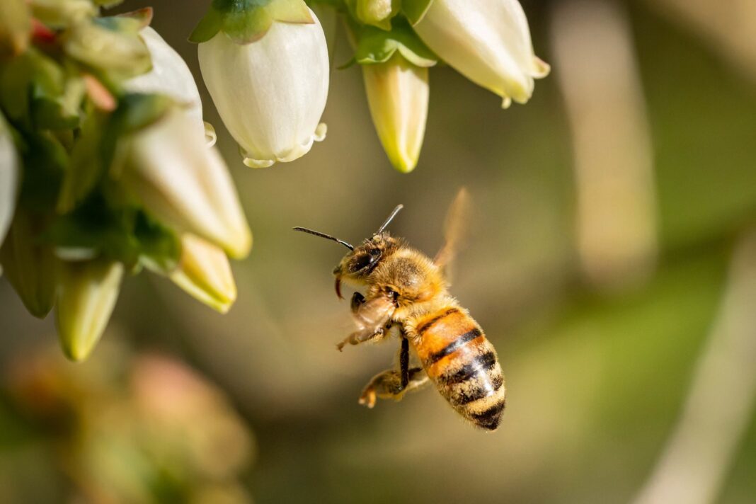Abeja posada sobre una flor