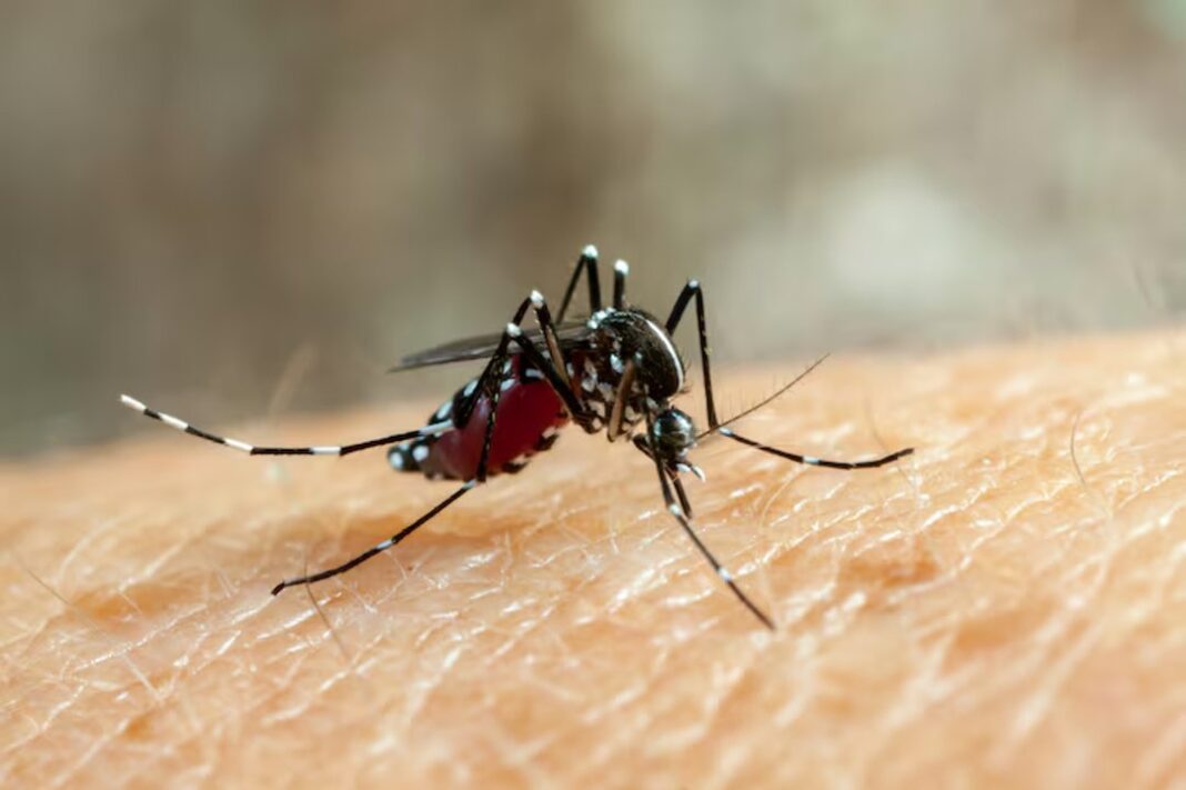 Mosquito Aedes aegypti, vector del dengue