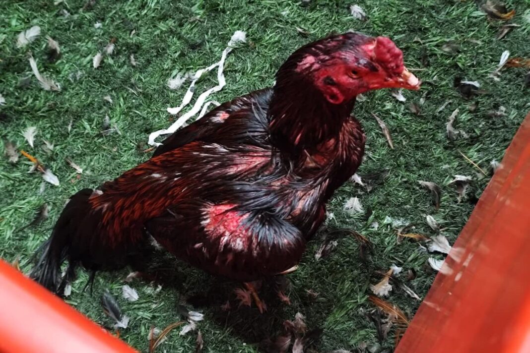Gallos de riña rescatados en un operativo en Brandsen