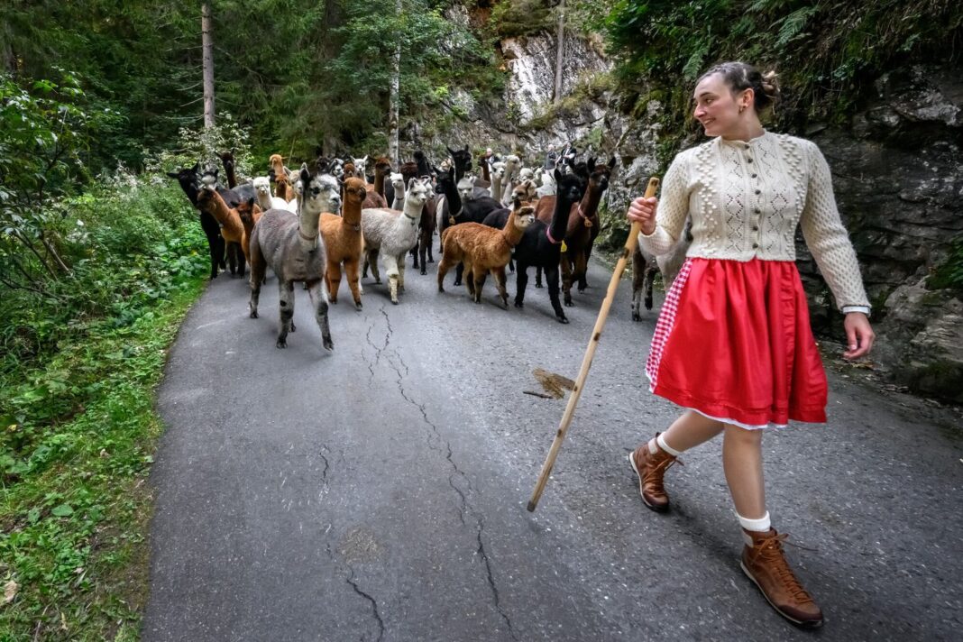 Pastora suiza arreando alpacas durante la trashumancia en los Alpes