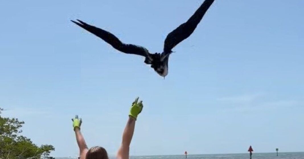 Ave fragata siendo liberada en el mar