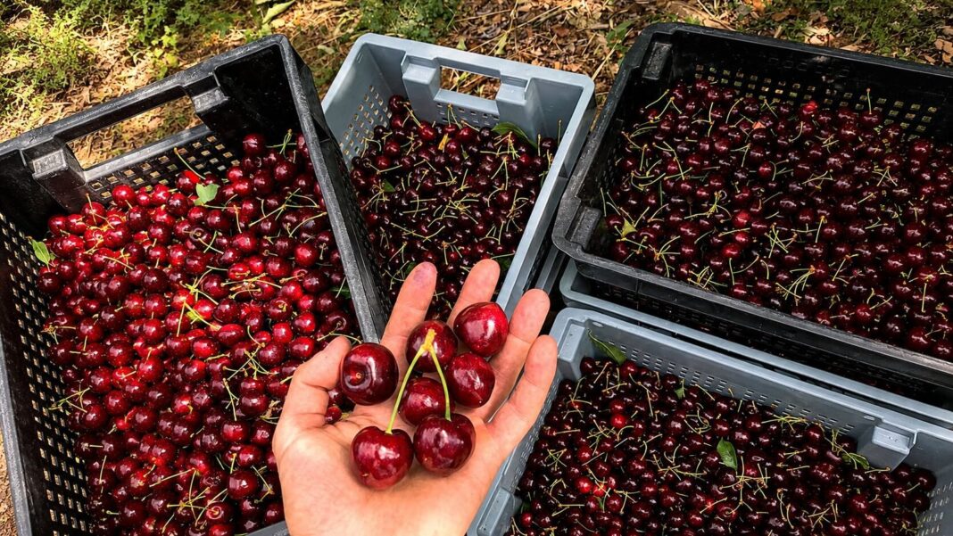 Cerezas del valle de Los Antiguos, Santa Cruz, con el sello Denominación de Origen