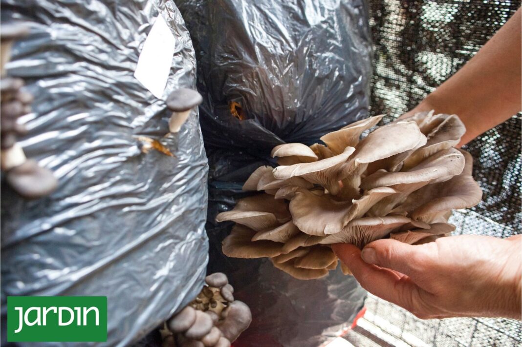 Gírgolas frescas cultivadas en casa