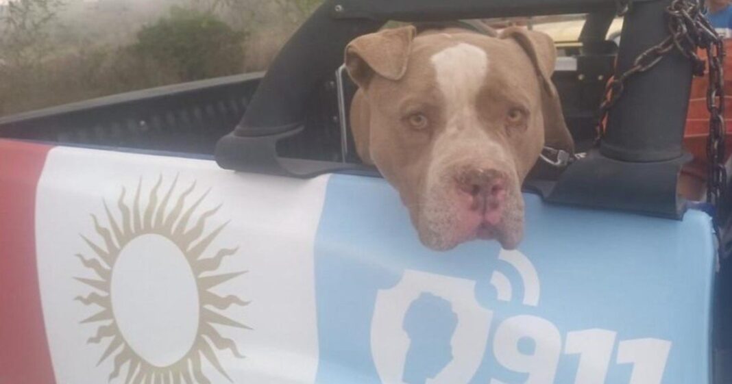 Perro pitbull con correa
