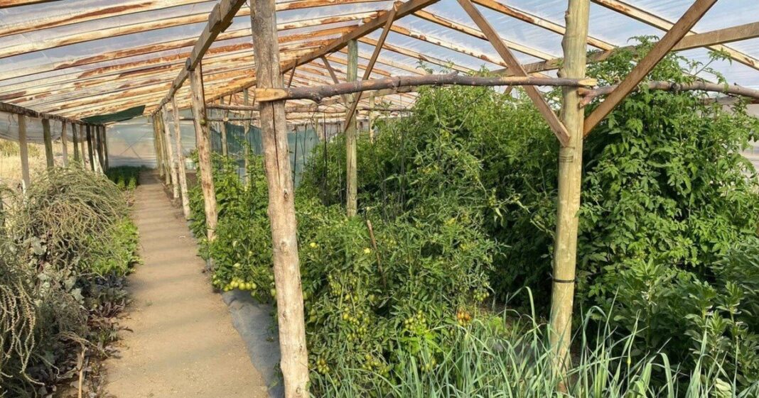 Invernadero hidropónico en Viedma con mesadas de cultivo