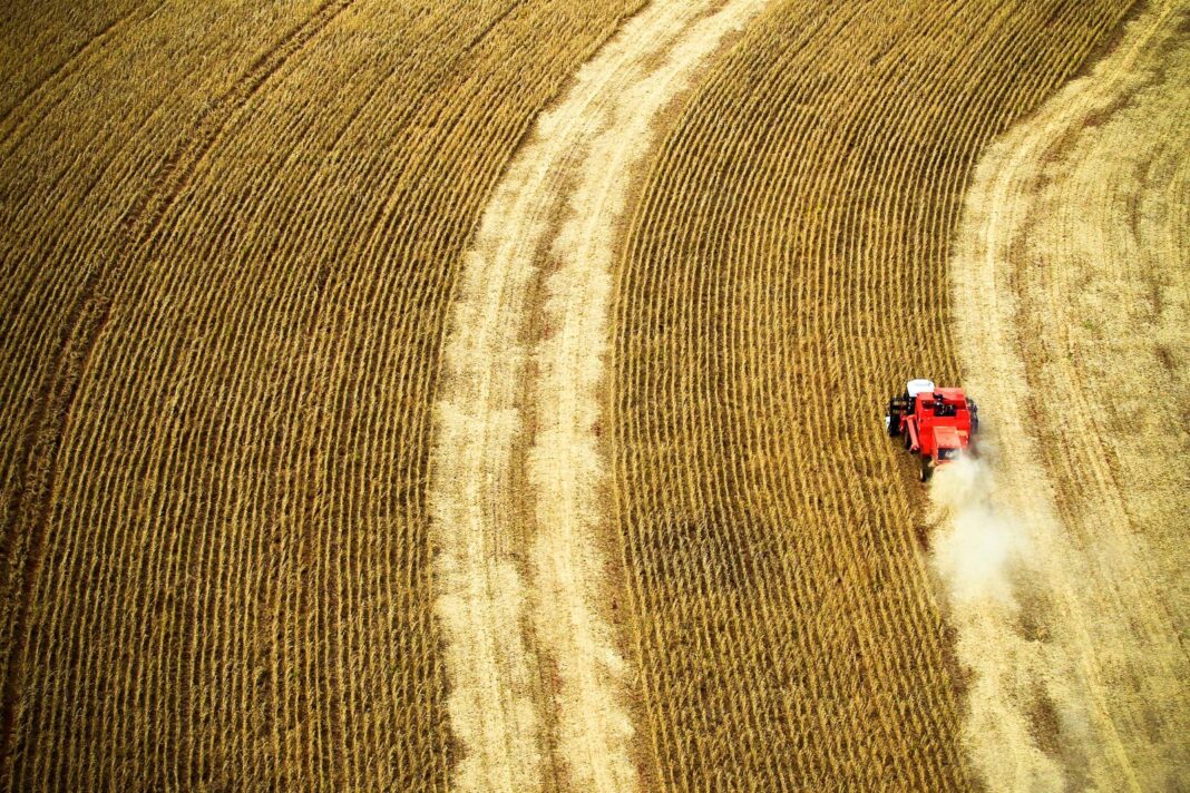 Campos de cultivo de granos en Argentina