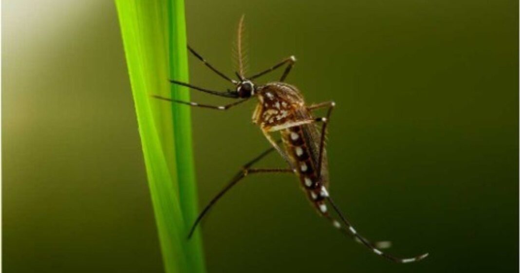 Mosquito tigre sobre una superficie