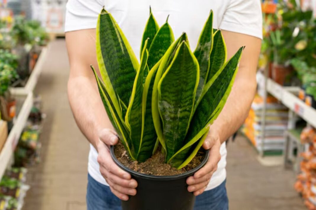 Planta de lengua de suegra (Sansevieria) en una maceta con sal gruesa sobre la tierra