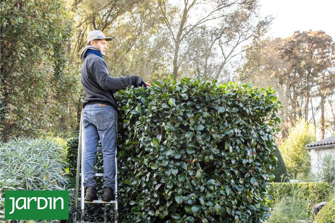 Persona podando un cerco verde con tijeras de jardinería