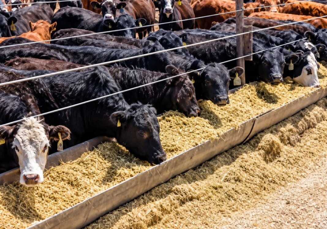 Feedlot de bovinos en Argentina