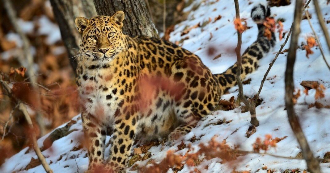 Leopardo de Amur en su hábitat natural