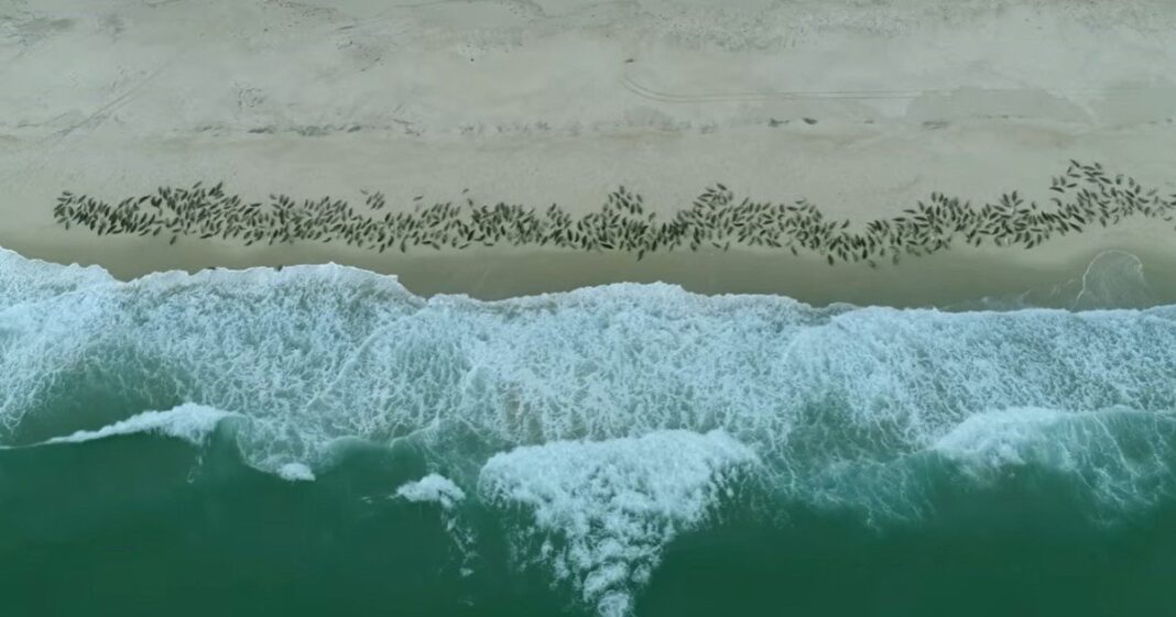 Zoe Lucas en la isla Sable, Atlántico Norte, con caballos salvajes y paisaje de niebla